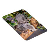 甘い小さなコアラ マグネット (右側)