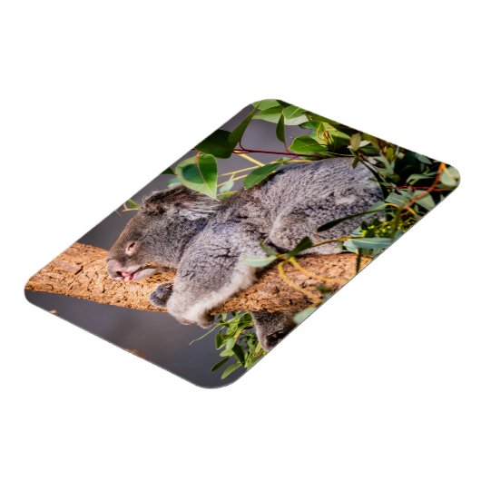 甘い小さなコアラ マグネット (左側)