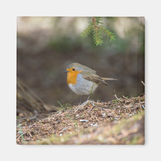 甘い小さなロビン マグネット (正面)