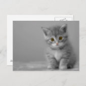 甘い小さな子猫 ポストカード (正面/裏面)