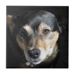 甘い小さな犬がカメラのポーズを取る タイル