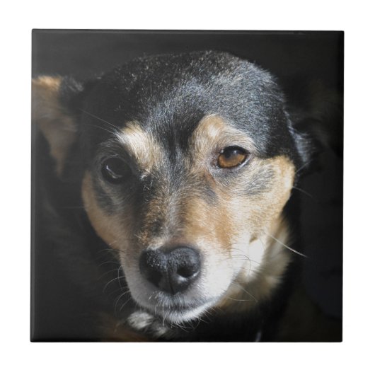 甘い小さな犬がカメラのポーズを取る タイル (正面)