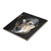 甘い小さな犬がカメラのポーズを取る タイル (側面)