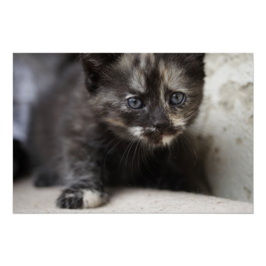 甘い性格のサビ猫の赤ちゃん ポスター (正面)