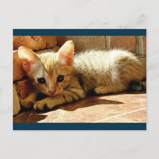 甘い悲しい子ネコ ポストカード (正面)