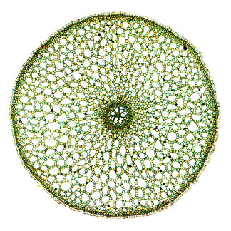 甘い旗（アコーラス根） トートバッグ