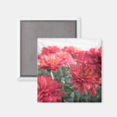 甘い明るい菊のマグネット マグネット (正面/裏面)