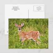 甘い無実 ポストカード (正面/裏面)