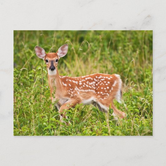 甘い無実 ポストカード (正面)