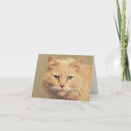 甘い猫がすぐ元気に カード