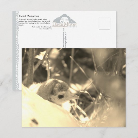 甘い献身 – ポストカード (正面/裏面)