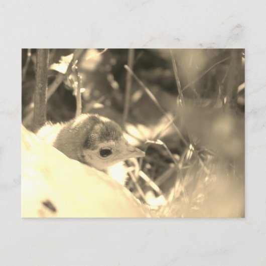 甘い献身 – ポストカード (正面)