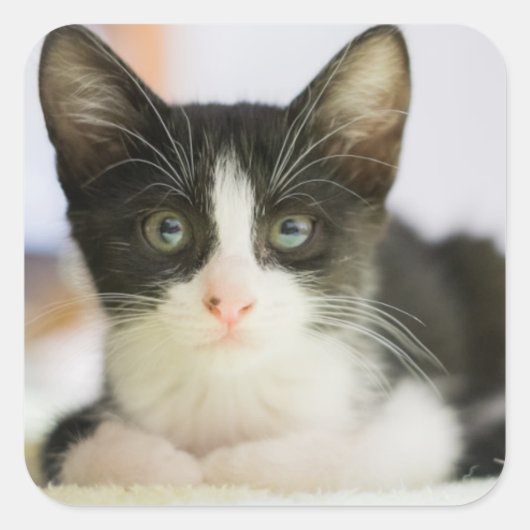 甘い白黒猫 スクエアシール (正面)