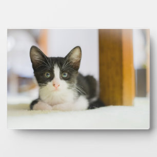 甘い白黒猫 フォトプラーク