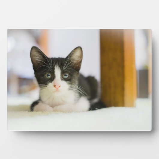 甘い白黒猫 フォトプラーク (正面)