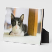 甘い白黒猫 フォトプラーク (側面)