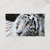 甘い直面された白いトラ 名刺 (裏面)