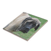 甘い英国のマスティフ タイル (側面)