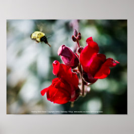 甘い蜜を求めて ポスター