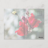 甘い蜜を求めて ポストカード (裏面)