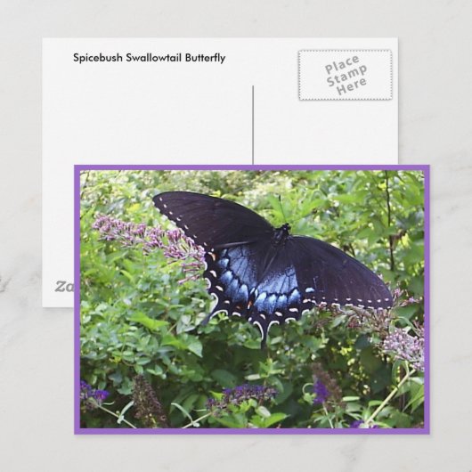 甘い蝶はがき ポストカード (正面/裏面)