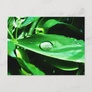 甘い豆と雨 ポストカード