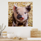 甘い豚 ポスター (キッチン)