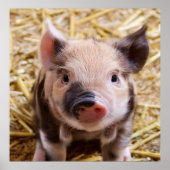 甘い豚 ポスター (正面)