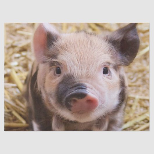 甘い豚 薄葉紙 (正面)