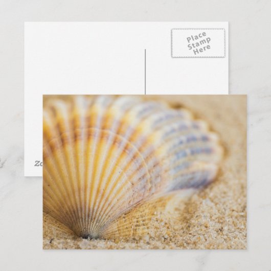 甘い貝殻 ポストカード (正面/裏面)