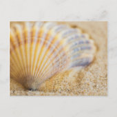 甘い貝殻 ポストカード (正面)