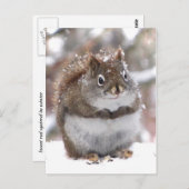 甘い赤リス ポストカード (正面/裏面)