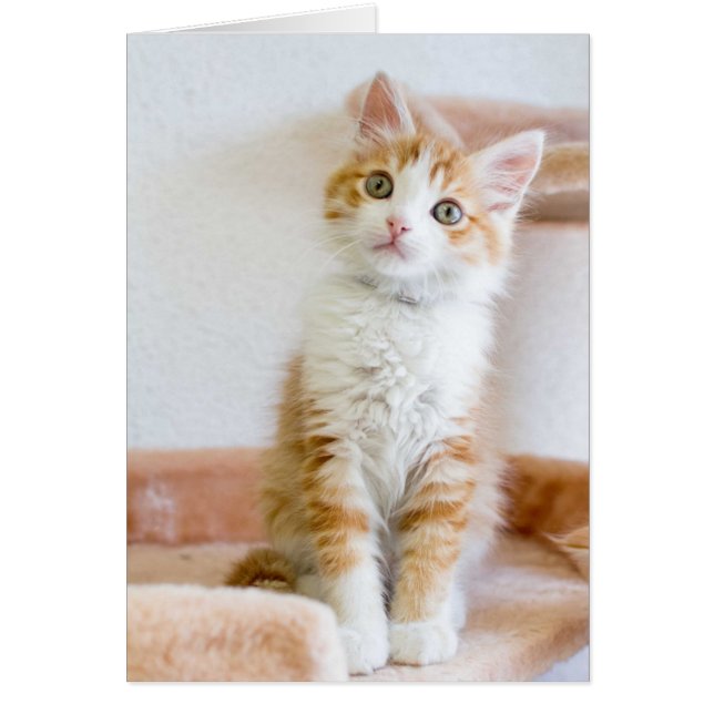 甘い青い目の子猫 (正面)