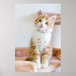 甘い青い目の子猫 ポスター
