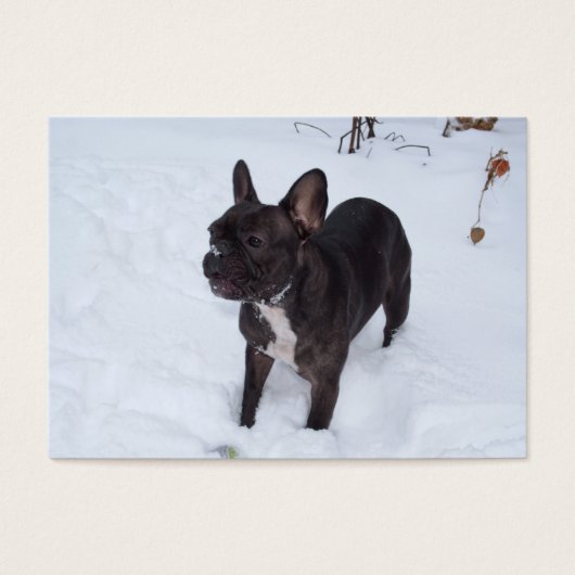 甘い黒いブフランスのルドッグは雪が好き (正面)
