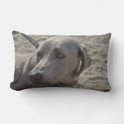 甘いWeimaraner ランバークッション (正面)