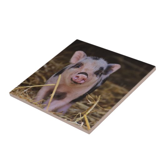 甘くかわいいブタ タイル (側面)