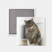 甘くて可愛い猫フレンドリー磁石 マグネット (正面/裏面)
