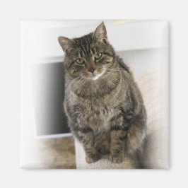 甘くて可愛い猫フレンドリー磁石 マグネット