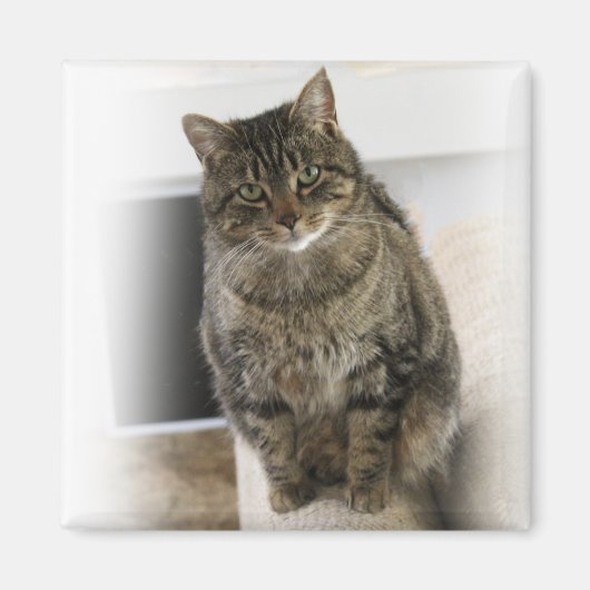 甘くて可愛い猫フレンドリー磁石 マグネット (正面)