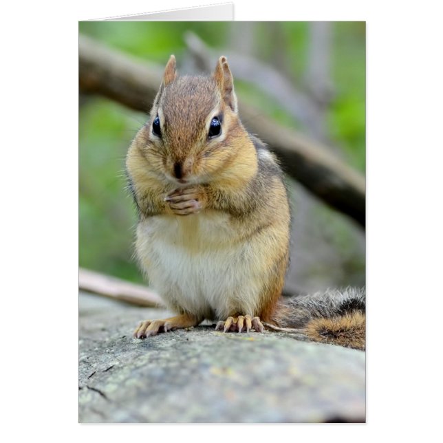 甘く提起する極度のかわいいシマリス (正面)