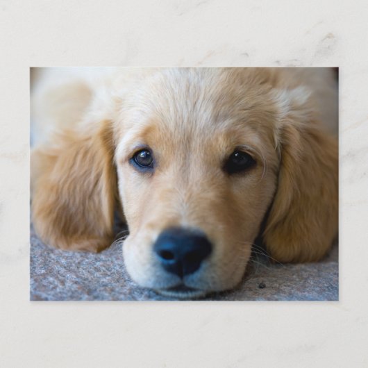 甘く甘い子犬 ポストカード (正面)