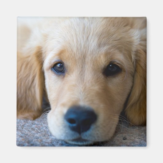 甘く甘い子犬 マグネット (正面)