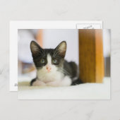 甘く白くおよび黒い子ネコ ポストカード (正面/裏面)