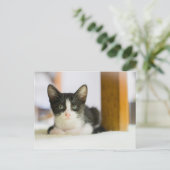 甘く白くおよび黒い子ネコ ポストカード (スタンド正面)