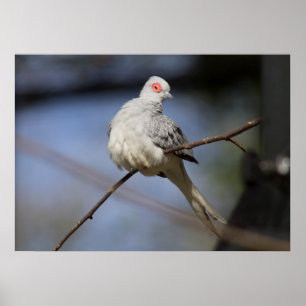 甘く美しいダイヤモンドの鳩 ポスター