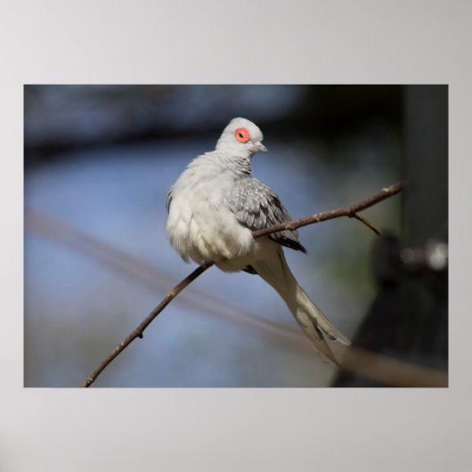甘く美しいダイヤモンドの鳩 ポスター (正面)