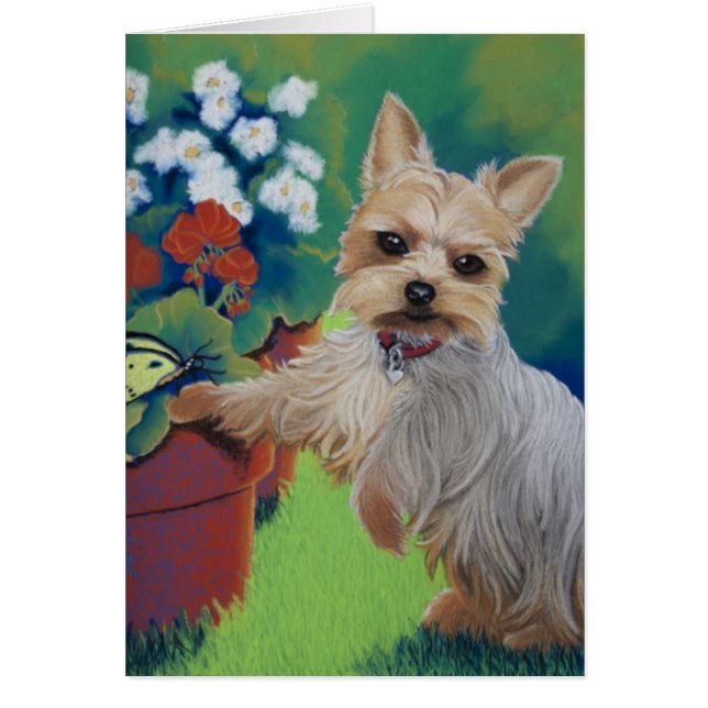 甘さのヨークシャーテリア (正面)