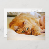 甘みがかったオレンジ色の猫はがき ポストカード (正面/裏面)