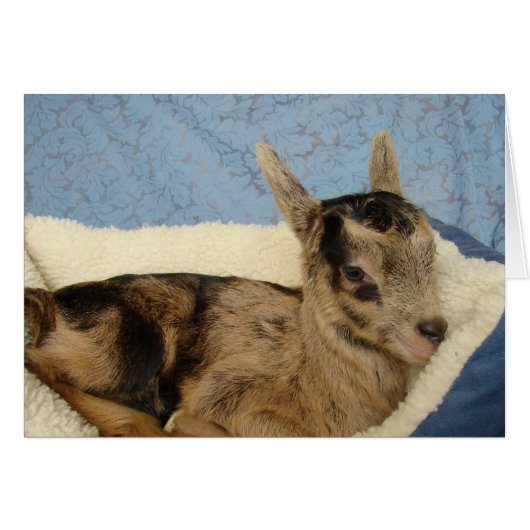 甘やかされたオーストラリア (正面横)